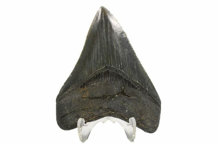 Serrated, Fossil Megalodon Tooth - South Carolina #122241